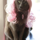 Image for article titled Glamorous Cat Wigs